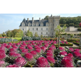 Château de Villandry  : Château + jardins