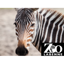 Zoo De Labenne